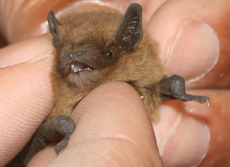 comment-sauver-des-chauves-souris-avec-trois-planches-et-deux-clous