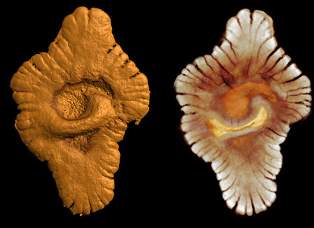 l-age-de-la-vie-multicellulaire-sur-terre-repousse-de-1-3-milliards-d-annees